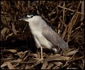 _7SB3326 black-crowned night-heron